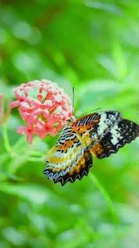 Nature with butterfly| Deep Sleep • Relaxation • Study • Stress Relief #nature #naturetranquility
