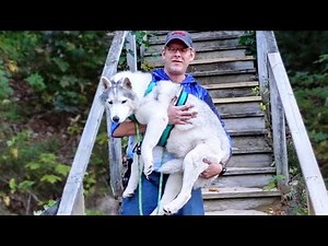 My Husky Had to Be Carried!