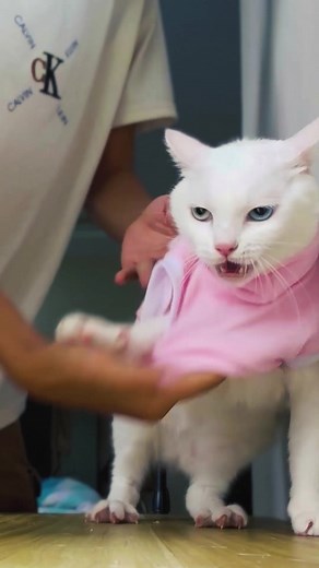 Episode 48 | 😂😂#cat #cats #catsoftiktok #animals #orangecat #orangecatbehavior #funnyvideo #funnyvideos #pet #fyp #pets #fypシ #funny #petsoftiktok #🤣 #🤣🤣🤣