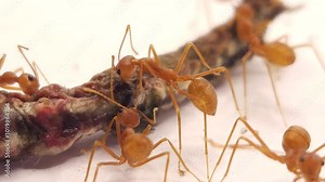 Red Weaver Ants tearing their prey apart. Weaver Red Ants Teamwork feeding on the caterpillar Isolated On White, Red ants team work.
