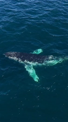 This whale was ready for racing anyone that can do butterfly 😃 #swimbutterfly #butterflyswimming | Drone Shark App