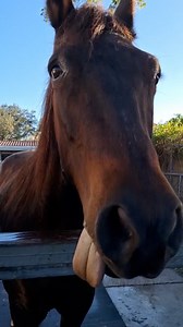 They are just giant puppies 😂🐎 | Furry Tails