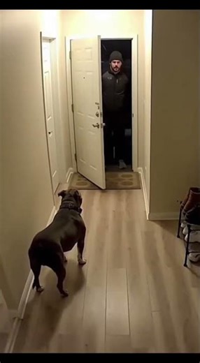 Pitbull guarding the house 🐶🏠🛡️