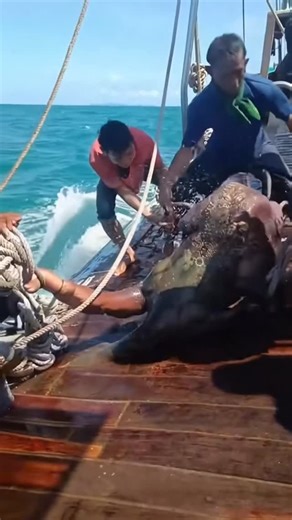 Epsilon Files on Instagram: "Umb Umb"