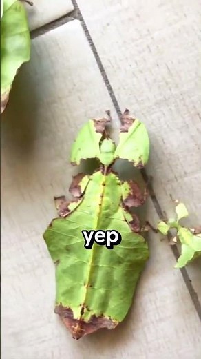 Giant Malaysian Katydid 🌿 The Insect That LOOKS Like a Leaf!