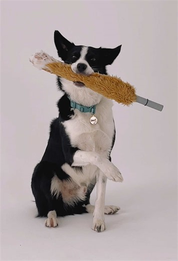 🎬Director: ‘That’s a wrap!’ Simba: ‘Excellent. I’d like a word with my boss.’” After being told what to do for the whole day Simba decided to take a creative control of the final scene 😂 #onset #behindscenes #dogactor