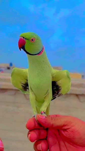 Parrot talking sounds 💢💥 #parrot #nonstoptalkingparrot #talkingparot