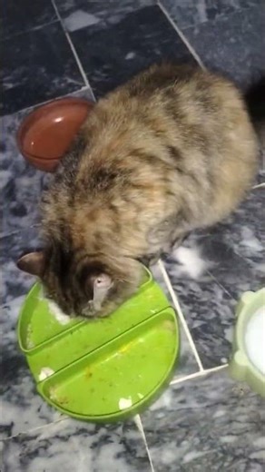 cute cats 😻😻#fyp #shorts #ytshorts #animal #cat #catvideos #viral