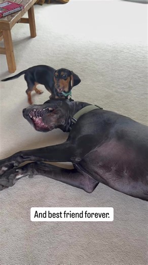 Tiny Dog Best Friends Forever