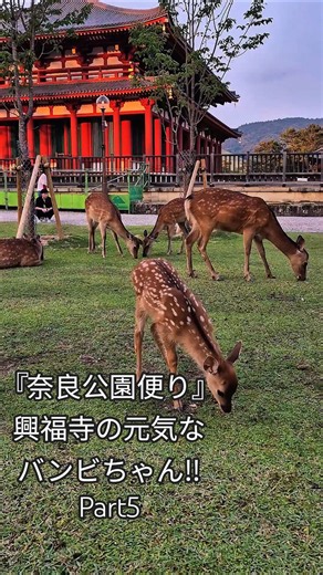 『奈良公園便り』興福寺の元気なバンビちゃん‼️ #奈良公園の鹿 #奈良公園 #narapark #興福寺