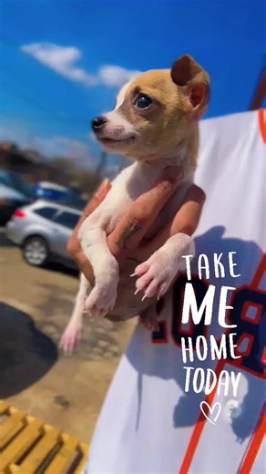 Teacup Chihuahua 🐾 (💙 boy). | teacup chihuahua