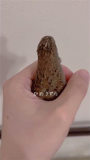 ブログにも来てね#note #鳥 #癒し #ヒメウズラ #かわいい #birds #動物 #ひめうずら研究室