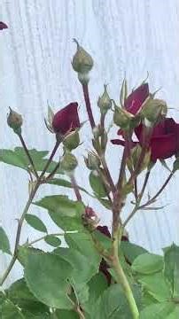 Ruby’s climbing rose bush. This is one.