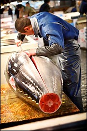 Commission on bluefin conservation comes up empty again