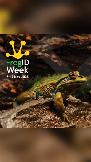 🐸 It’s FrogID Week. Hosted by the Australian Museum, it is Australia's biggest frog count. Held annually, it's when anyone with a smartphone can help record frog calls through the free FrogID app and help better understand frogs and environmental health around the country. So download the app and start recording and help provide crucial insights into frog populations. Download the FrogID app here https://www.frogid.net.au/get-involved Here is a video with some info and some local frog we have i