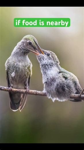 3 Tips to Find Hummingbird Nests 🪺. #wildlife #birdphotography #birds