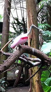 9.3K views · 860 reactions | A colorful moment courtesy of a roseate spoonbill in the Aquatic bird house. Do you have a favorite bird in this exhibit? | Bronx Zoo | Facebook