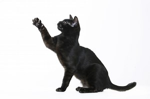 What’s so special about black Bengal cats? 6 characteristics that will wow you