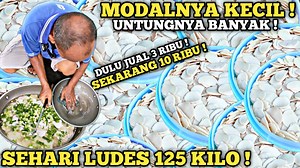 13K views · 42 reactions | USAHA MODAL KECIL UNTUNG BANYAK ! CUMA...