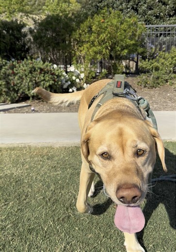 How Bentley unwinds after a long day of work #yellowlab #labsoftiktok #doggo #rollingwithbentley #bestfriend #LiveOutlandish #fyp