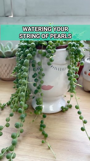 Always check the soil before watering your String of Pearls 😉 #succulentsbox #succulent #cacti #succulentcare #wateringplants | Succulents Box