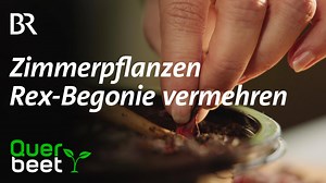 9.8K views · 170 reactions | Rex-Begonie vermehren Die Rex-Begonie gehört zu den schönsten Blattschmuckpflanzen für Innenräume. Wie man noch mehr davon bekommt, zeigt euch Sabrina im Video: :-) | Querbeet | Facebook