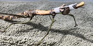 Miniature 'neck' brace helps save grasshopper at Texas zoo