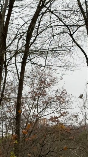 Red Tail Hawk Attack – Keeping Our Chickens Safe