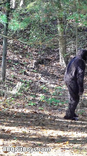 BIGFOOT vs BURGER #bbq #burger #bigfoot | BBQ Pit Boys