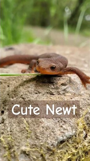 Cute Newt #adorable #animals #amphibians #newts #toocute