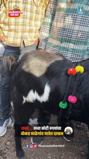 Namaste Nanded on Instagram: "नांदेडच्या माळेगांव इथल्या खंडोबाच्या यात्रेत एक बकरा भलताच चर्चेत आलाय. या बकऱ्याच्या पाठीवर जन्मतः अल्लाह नाव असल्याचा दावा करण्यात येतोय. आकर्षणाचा विषय ठरलेला हा बकरा उस्मानाबादी जातीचा आहे.यवतमाळ जिल्ह्यातील अंबाळी इथल्या रमाकांत यादवकुळे यांच्या मालकीचा हा बोकड आहे. या बोकडाला आज 85 लाख रुपयांला एका ग्राहकांनी मागितल होत. मात्र सव्वा कोटी रुपये किंमत आल्याशिवाय बोकड विकणार नसल्याचे या मालकाने स्पष्ट केलंय.#instadaily #viral #goat #allah #divine"