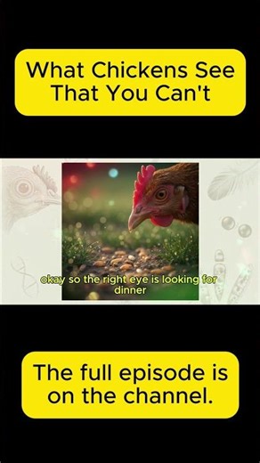 Each Chicken Eye Has a Different Job 🎯👁️