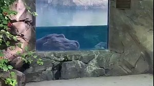 198K views · 14K reactions | Today is National Napping Day and nobody celebrates this holiday better than Fiona with her tiny snoring bubbles! | Cincinnati Zoo & Botanical Garden | Facebook