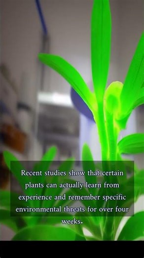 The Shocking Truth About Plant Intelligence