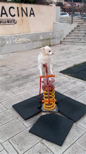 Video di ᴄɪᴄᴄɪᴏ ᴄɪᴄᴄɪᴏ ᴏꜰꜰɪᴄɪᴀʟ (@cicciociccioofficial) con audio originale - ᴄɪᴄᴄɪᴏ ᴄɪᴄᴄɪᴏ ᴏꜰꜰɪᴄɪᴀʟ