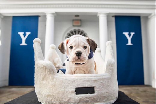 Meet Handsome Dan XIX, Yale’s next bulldog mascot!