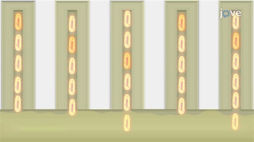 Video: Tracking Bacterial Growth at Single-Cell Resolution in a Microfluidic System - Experiment