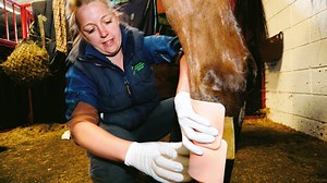 Equine first-aid kit: what you need to include | Horse & Hound