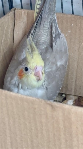 #cockatiel #birds #cockatielbird #cockatielsinging #cockatielsound #parrot #pets #ytshorts #shorts