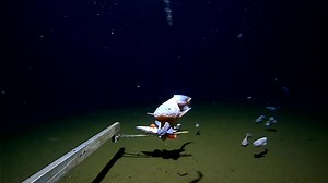 A team of scientists have broken the world record for the deepest fish ever caught, as well as filmed, in the Izu-Ogasawara Trench off southern Japan https://reut.rs/40D5aoG | Reuters