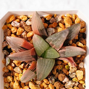 Echeveria Prolifica Variegated - Succulent Plants - A Touch of Nature for Your Space - Etsy Australia