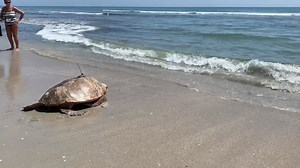 34K views · 793 reactions | Today is the day! For Loggerhead Day of...