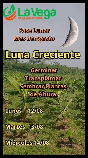 Siembra de plantas en la fase de la Luna Creciente