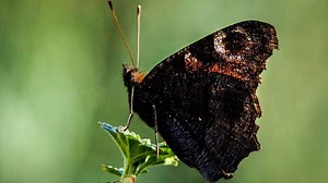 Scientists finally understand why insects are drawn to artificial light