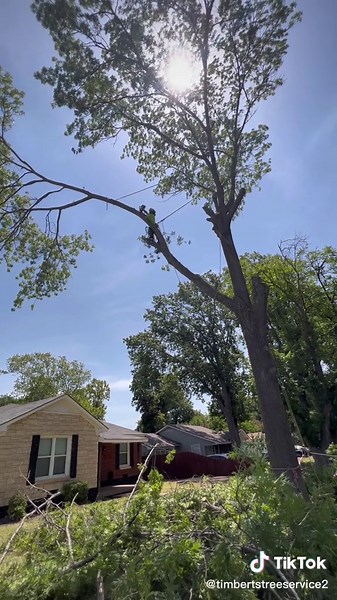 Timber T’s Tree Service: Your Waco Tree Experts