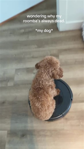 Dog Loves Riding Roomba: Kylie's Hilarious Adventure
