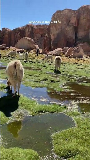 Momentos reales de alpacas en su hábitat natural #wildlife #adorable