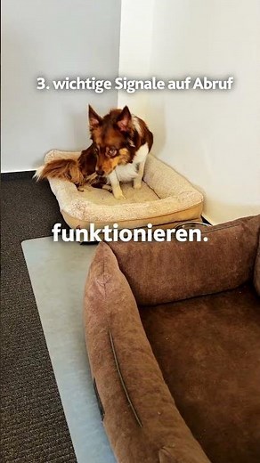3 Bürohund-Regeln für einen entspannten Büroalltag #bürohund #hundeliebe #hund