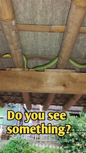 So this is how snakes climb