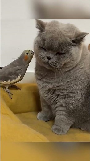 Cat vs Bird Hilarious Moments 😂 Who’s the Real Boss?